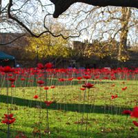Kingsmead Poppies – Display from 1st November 2020