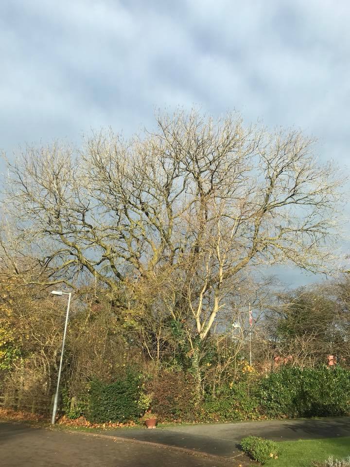 Ash tree removal, Stretton Walk
